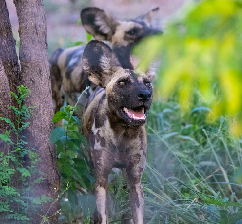 African wild dog in Majeta, Malawi